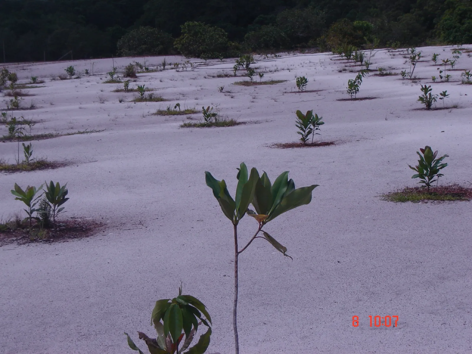 Mudas de espécies nativas plantadas em linhas em uma área aberta